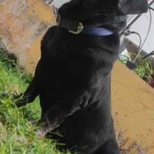 Dachshund dog is missing from Jayanagar 7th block, 7th cross opposite to Deepak hospital road