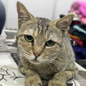 A Green Indi Cat Missing from Kailash Colony, Kalyan