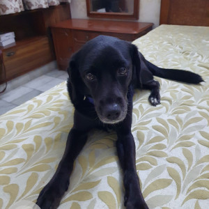 Black and White Female Indie Dog is Missing from Sant nagar east of kailash