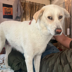 A White Kashmiri Mixed Dog Missing from Clement Town, Dehradun