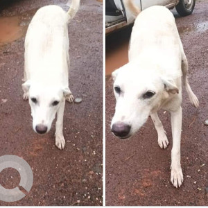 Female Dog july is missing since 13th July from St.Alex Church,Calangute