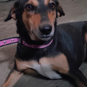Missing: Black Female Indie Dog from Chatrapati nagar