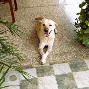 Found: White-Brown Mix Male Labrador Golden Retriever Dog from 132 Indira Nagar Colony, Dehra Dun