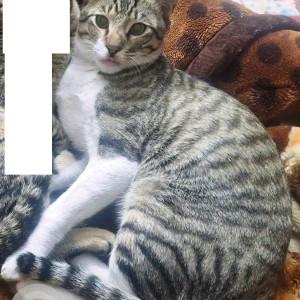 Missing: Grey-White Mix Male Indie Cat from Sector 36/37 Dividing Road Entering sector 36 Behind House No 236 Sector 36 A