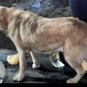 Golden retriever found near Rosary  church  MG road Goregaon west