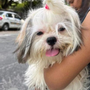 Shih Tzu is missing from South Moti Bagh