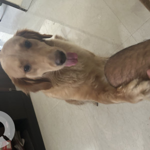 My 2 Year old Golden Retriever Milli is Missing from Mahavir Enclave