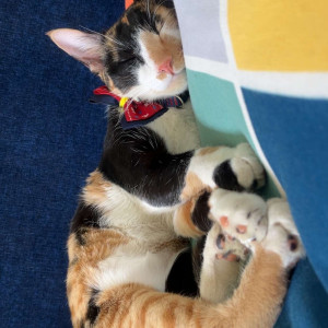 A White-Brown Mix Normal Cat Missing from Pune