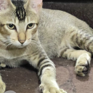 Missing: Black Male Indi Cat from Banjara Hills