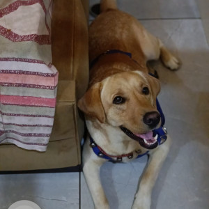 Missing: Golden Male Labrador Dog from Sector 6,Jhajjar