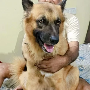 A Black and Brown German shepherd Dog Missing from Ranchi