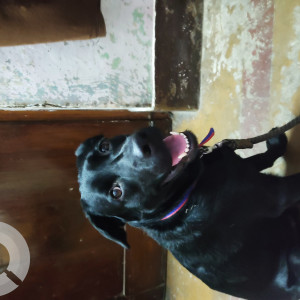 Missing: Black Male Labrador Dog from At central jail road in front of white mosque gilat bazar on 13th April 2025