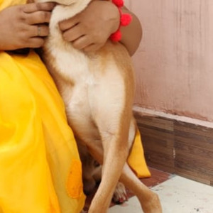 Missing: Dusky Male Indiee Dog from C1 Janakpuri, NEW DELHI