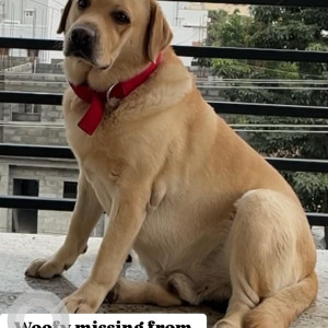 A Brown Labrador Dog Missing from Sathanur, Reva Circle, Bagalur, kateganahalli