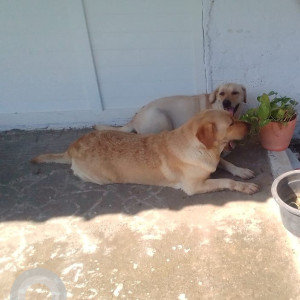 A Brown Labrador Dog Found from Parivakkam, Chennai