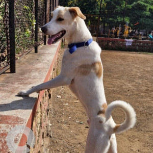A White-Brown Mix Craten Hound Dog Missing from 