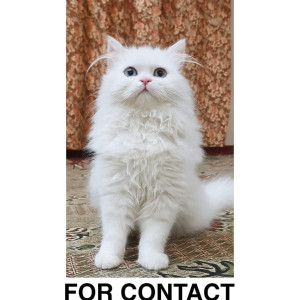 A White Persian doll face Cat Missing from Ulwe, Navi Mumbai