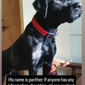 A Black Labrador Dog Missing from CBD Belapur, Navi Mumbai