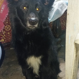 A Black Pomeranian cross Dog Missing from Maheshpur, Varanasi