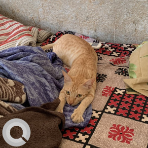 My cat Nina is missing from Charkop Sector 3