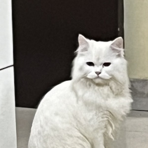 Missing: White Male Persian Cat from Awas Vikas -3 Kalyanpur Kanpur behind V mart