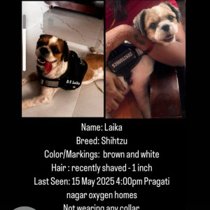 Missing: White-Brown Mix Female Shitzu Dog from Oxygen homes, Pragathi Nagar, Kukatpally