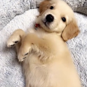 A Golden Golden retriever Dog Missing from Bhadrachalam