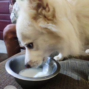 Missing: White Male Pomeranian Dog from Silpukhuri