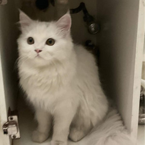 A White Persian Cat Missing from Bani Park, Jaipur