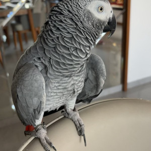 Missing: Grey Male African Grey Parrot Bird from Gota Ahmedabad