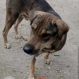 Missing: Black and Brown Male Indian Dog from Police lines grounds delhi 110009