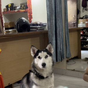 Missing: Black and White Female Siberian husky Dog from Janakpuri, Near red light crossing
