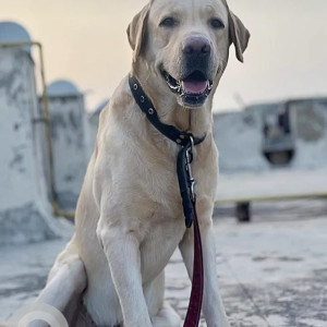 Missing: Brown Male Labra Dog from Rohini sector 29