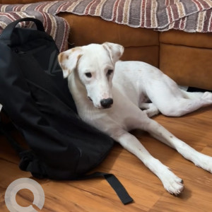 A White-Brown Mix Indie Dog Missing from RRCAT, Rau