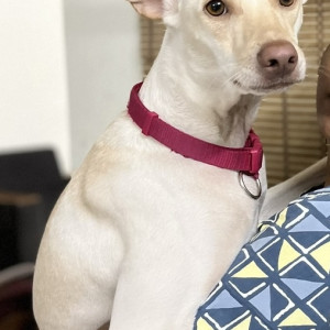 Dog named butter Missing from Indore