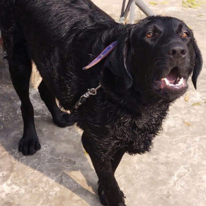 Missing: Black Male Male Labrador Dog from Jaankipuram Sector H / Last seen Sahara Grace Society and in front of Sahara State society Chuhiya purwa road