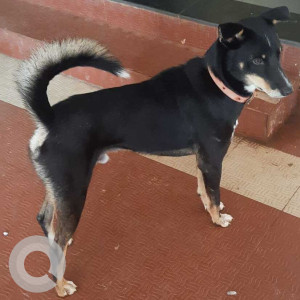 Male dog found near Borda behind old survey office
