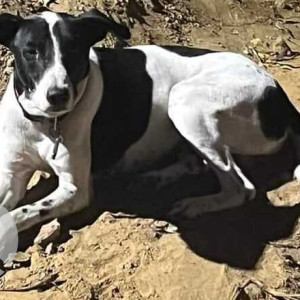 A pet dog is found near Hospital Lane Saket