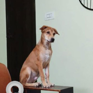 My pet Joey is missing from streets of adambakkam & Velchery