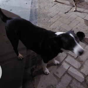 Kalu Is Missing From Udyog Vihar, Gurgaon