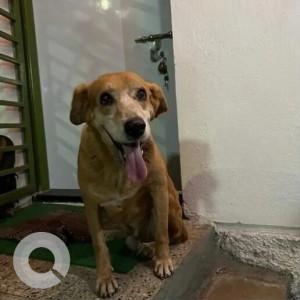 Mix Indie and Labrador breed is found in  Karve Nagar