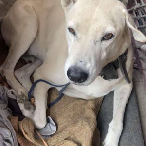 Stray dog is missing from Dwarka near Palam