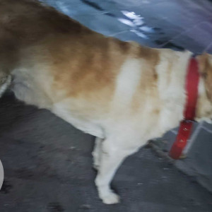 Male labrador is roaming in the street of Haldwani