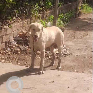 Pet dog is found in  Saidabad colony