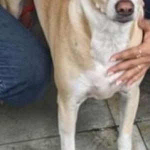 A dog is missing from Borivali West, Gorai Mangalmurti Signal Hospital