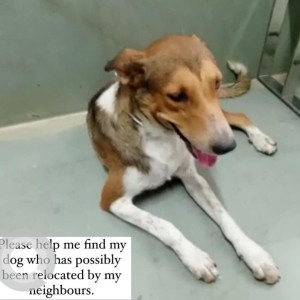 My pet dog  is missing from Defence Enclave, near Preet Vihar Metro Station