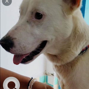 My dog wishkey is missing since 24 August 2023 from shillong