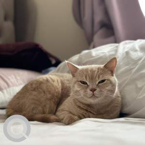 My Cat Mowgli is still missing since April. Please help