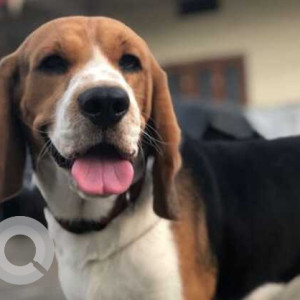 Beagle dog is missing from Bapuji Nagar