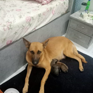 My dog rexie is missing from Mulund East Mumbai